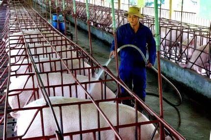 ĐẢM BẢO VẬT NUÔI AN TOÀN MÙA NÓNG
