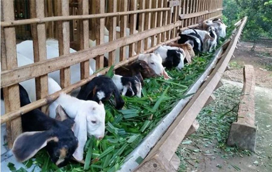 KĨ THUẬT CHĂN NUÔI DÊ CÁI SINH SẢN