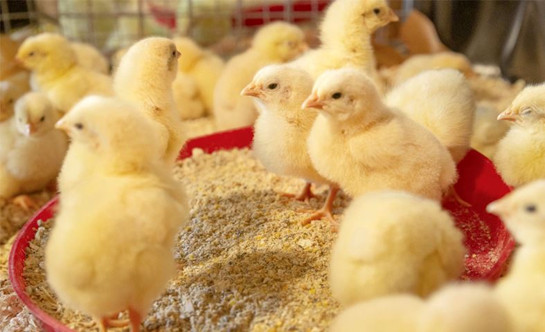 KỸ THUẬT ÚM GÀ CON ĐÚNG QUY TRÌNH