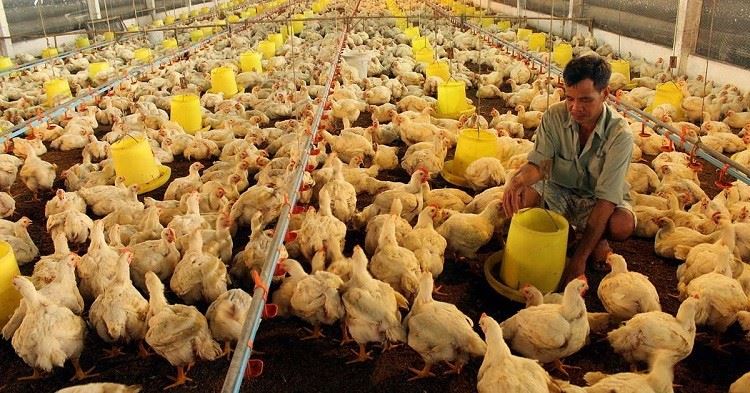 NGÀNH CÔNG NGHIỆP GIA CẦM TOÀN CẦU VÀ XU HƯỚNG