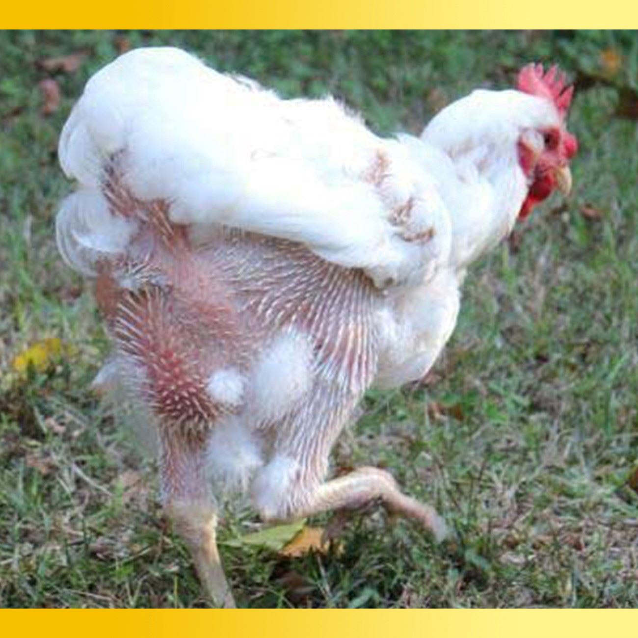ẢNH HƯỞNG CỦA DINH DƯỠNG TỚI VIỆC CẢI THIỆN KHẢ NĂNG MỌC LÔNG Ở GÀ THỊT  