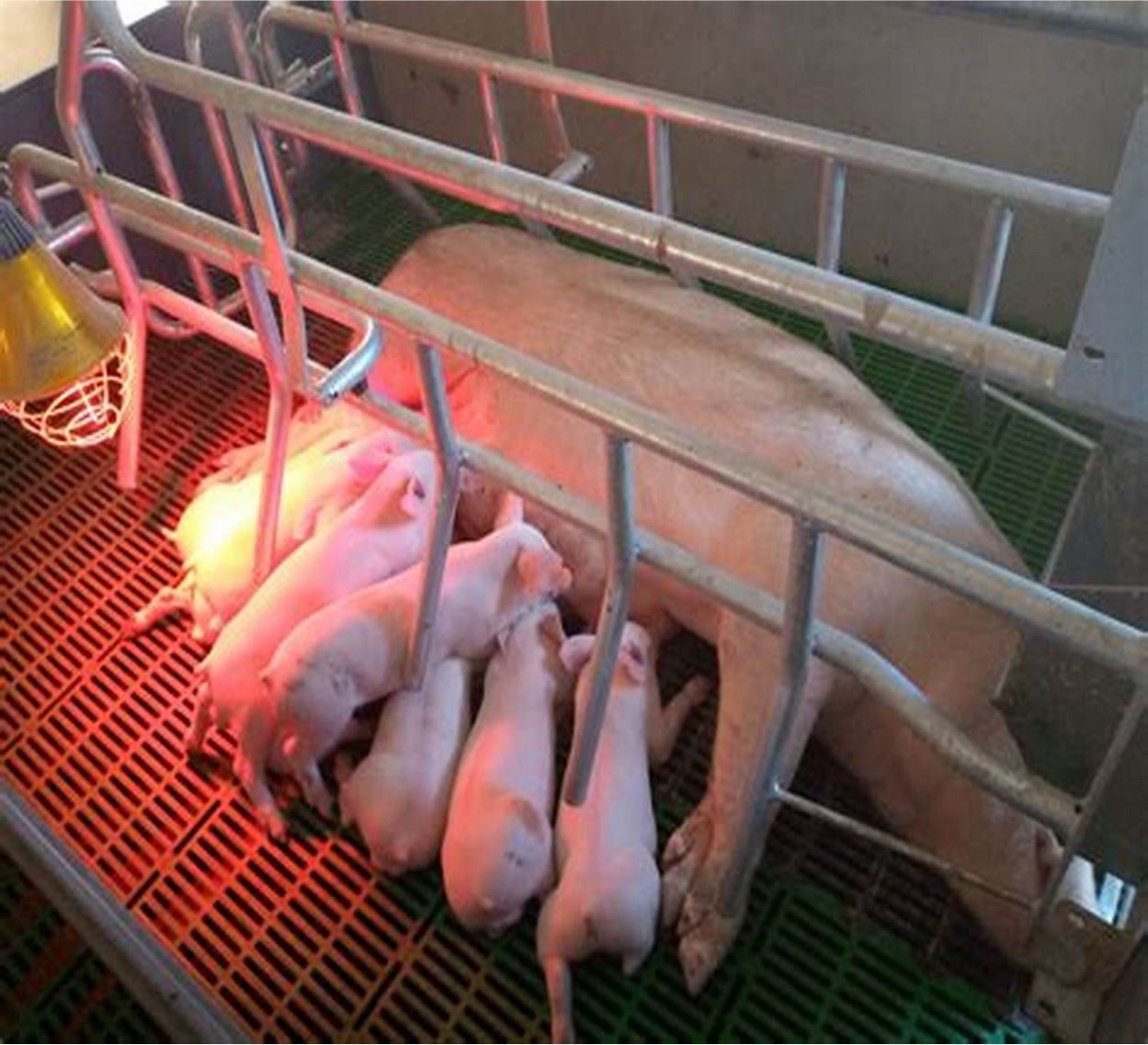 CÁC THÔNG SỐ TRẠI NÁI