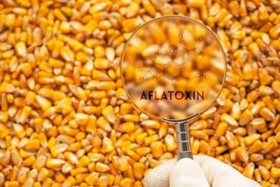 CÁC NHÀ NGHIÊN CỨU TÌM CÁCH KIỂM SOÁT AFLATOXIN TRONG NGÔ