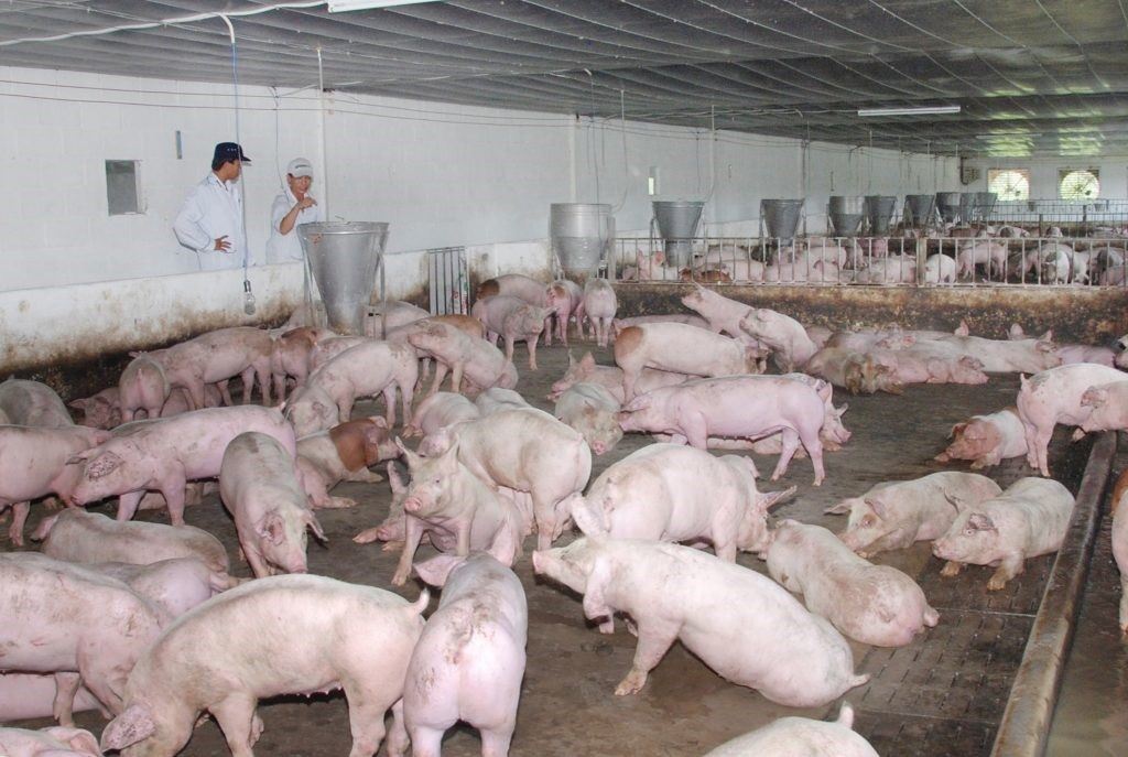 LÀM THẾ NÀO ĐỂ NHẬN BIẾT HEO BỊ BỆNH TRONG ĐÀN