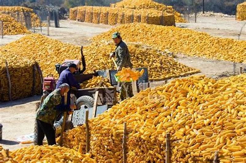 TRONG 9 THÁNG ĐẦU NĂM 2024 THỊ  TRƯỜNG NÀO CUNG CẤP NGÔ CHO VIỆT NAM NHIỀU NHẤT