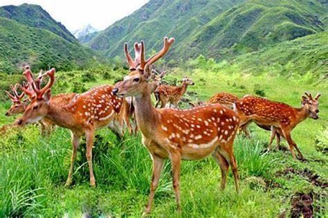 BỆNH TỤ HUYẾT TRÙNG TRÊN HƯƠU SAO