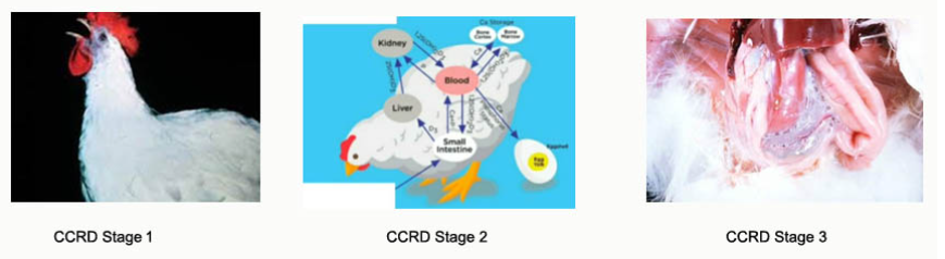 PHÒNG NGỪA CRD & C-CRD – CẦN THIẾT CHO GIA CẦM