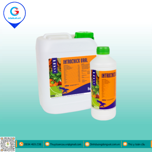INTROCHICK ORAL BỔ SUNG VITAMIN VÀ ACID AMIN CHO VẬT NUÔI