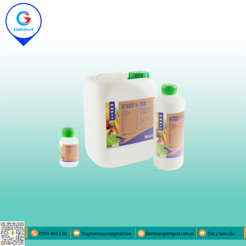 INTROVIT A+ORAL HỖN HỢP BỔ SUNG VITAMIN CHO VẬT NUÔI