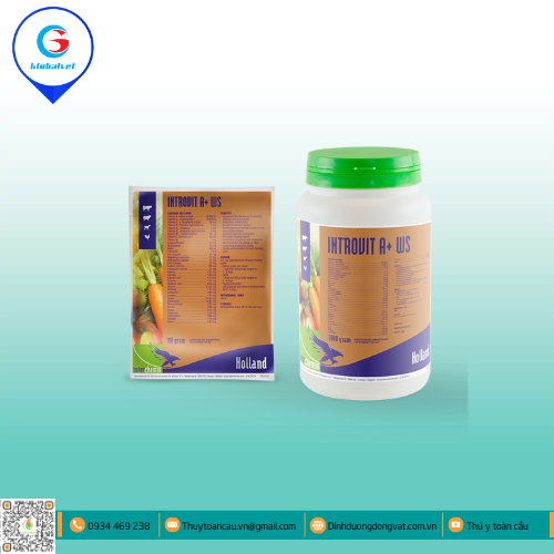 INTROVIT A+WS HỖN HỢP BỔ SUNG VITAMIN CHO VẬT NUÔI