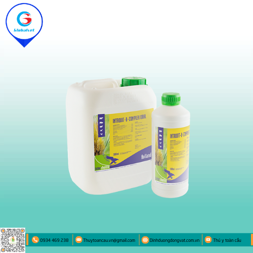 INTROVIT-B-COMPLEX ORAL HỖN HỢP VITAMIN+ACID AMINO+KHOÁNG